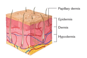 parts of the skin and their functions